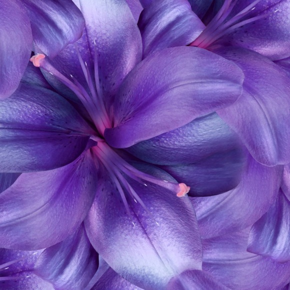 Meet your Posher, Rickida - Picture 1 of 1